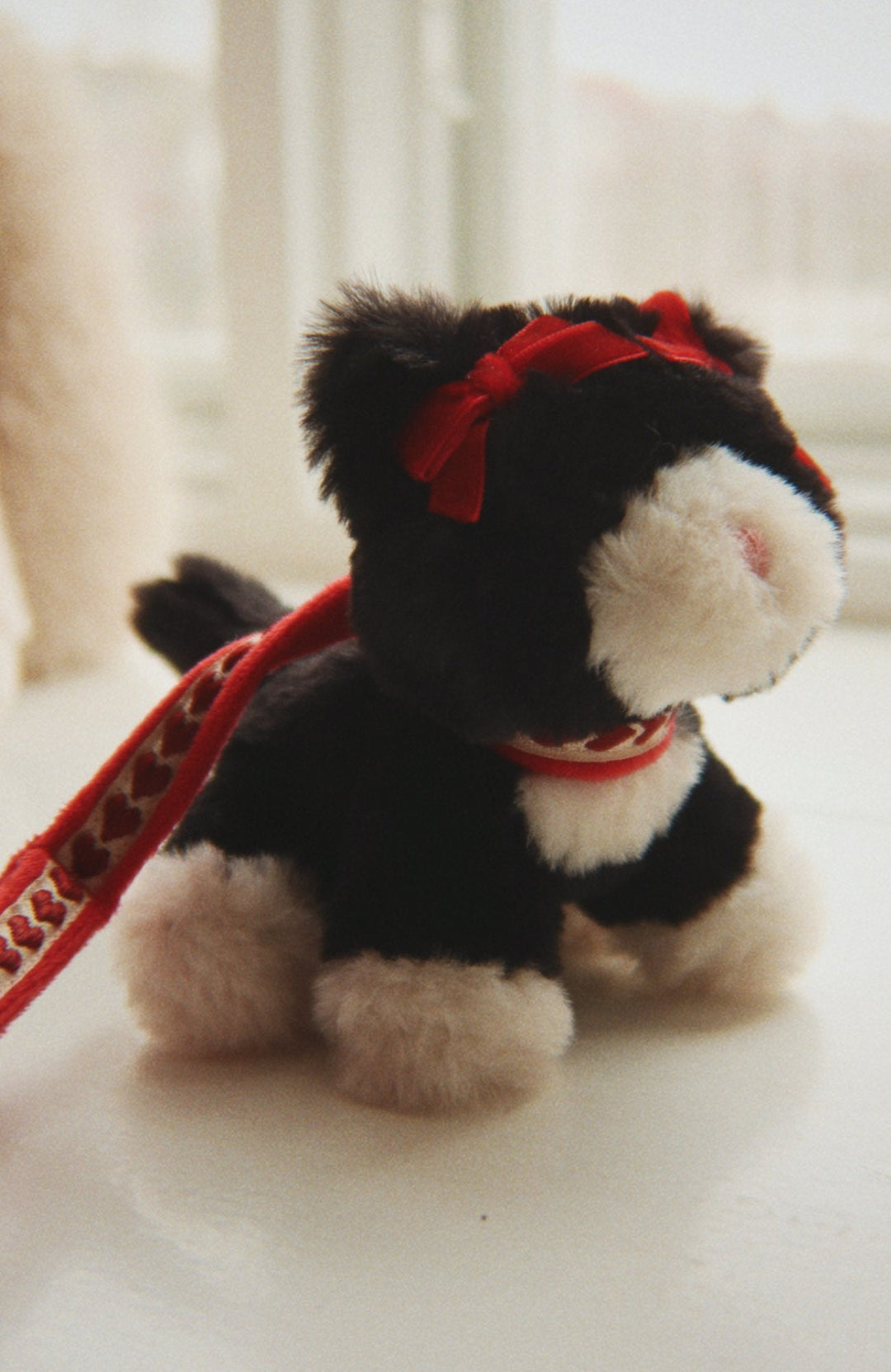 Pet Kitty - Black Beauty